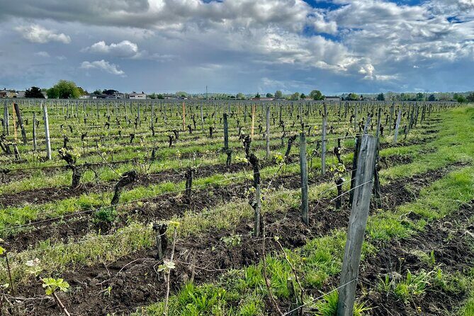 Wine Tour - Château Labrie Saint Emilion Grand Cru - The Experience in Context
