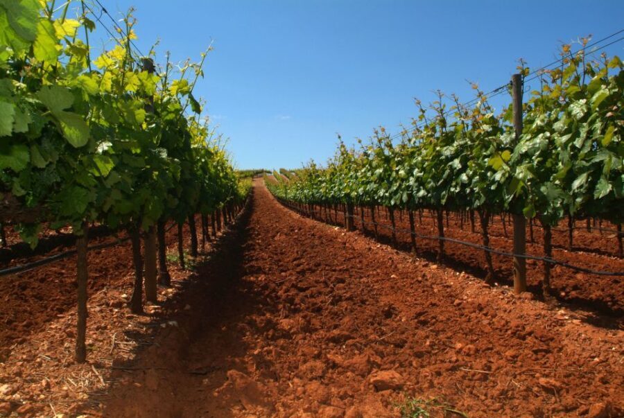 Wine Tour From lisbon with Tastings & Winemaker for a day - An In-Depth Look at the Experience
