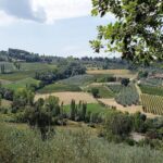 Wine tour in Umbria along the Sagrantino trail with light lunch - The Allure of the Umbrian Countryside and Medieval Charm