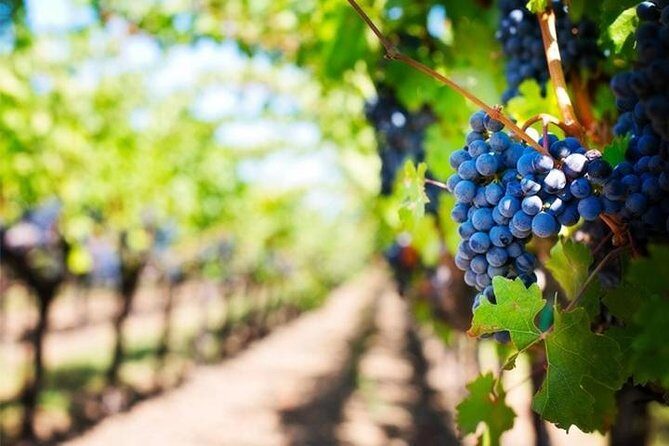 Wine Tour (lunch included) - FAQs