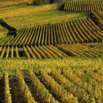Wine tour of the Alsace wine route - Analyzing the Value