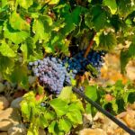 Wine Tour: On the Way to Chateauneuf du Pape - An In-Depth Look at the Tour Experience