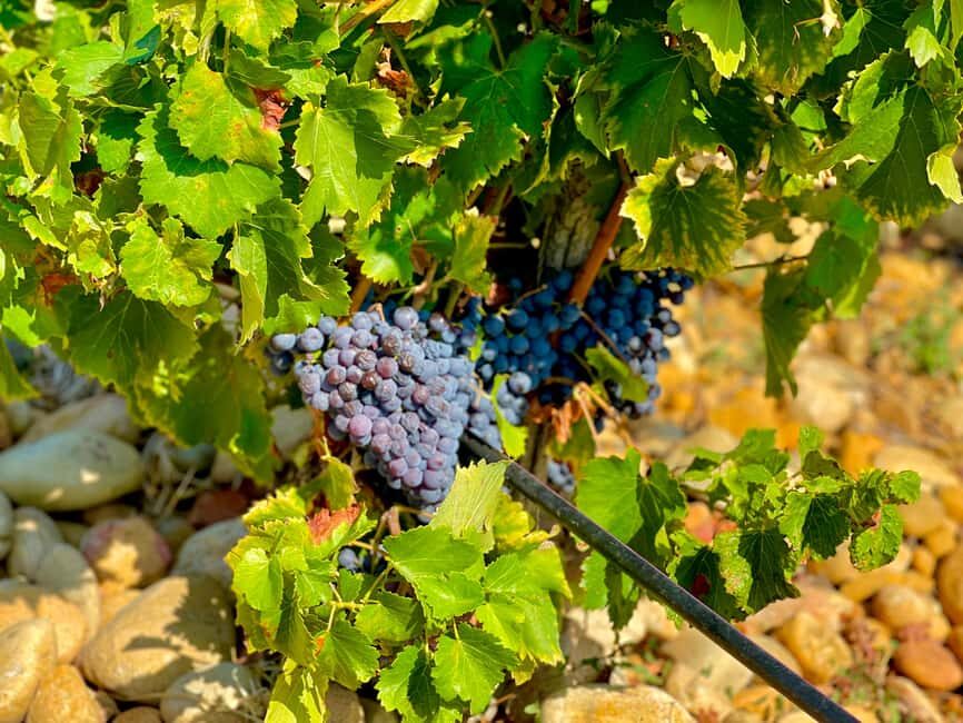Wine Tour: On the Way to Chateauneuf du Pape - An In-Depth Look at the Tour Experience