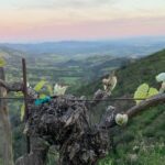 Wine Tour Pros - Wine Tour and Transportation: SUV Up To 6 Guests - Final Thoughts on the Napa & Sonoma Private Wine Tour