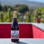 Wine tour with wine tasting - Final Thoughts: Who’s It Best For?