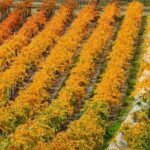 Wine Tour with Wine Tasting from Wanaka - FAQ