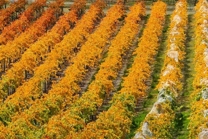 Wine Tour with Wine Tasting from Wanaka - FAQ