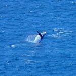 Wineglass Bay & Freycinet NP Full Day Tour from Hobart via Richmond Village - Who Will Love This Tour?