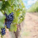 Winery and Pamukkale Sunset Tour - Who Will Love This Tour?