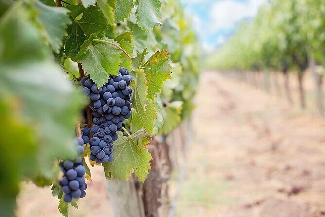 Winery and Pamukkale Sunset Tour - Who Will Love This Tour?