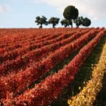 Winery Tour and Private Tasting in Montefalco - Who Will Love This Tour?