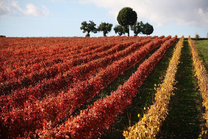 Winery Tour and Private Tasting in Montefalco - Who Will Love This Tour?