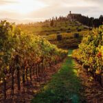 Winery Tour and tasting - Why This Tour is Worth Considering