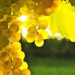 Winery tour in Marsala with wine tasting and local products - A Closer Look at the Marsala Winery Experience