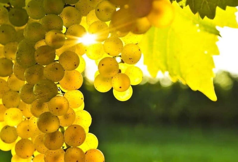 Winery tour in Marsala with wine tasting and local products - A Closer Look at the Marsala Winery Experience