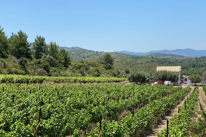 Winery Tour, Tasting and cooking with the Winemaker in Rhodes - Who Will Love This Tour?