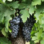 Winery Visit & Tasting near Grosseto with 6 wines - FAQ