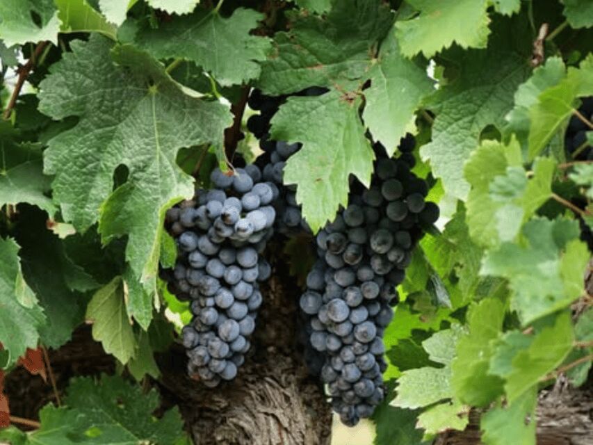 Winery Visit & Tasting near Grosseto with 6 wines - FAQ