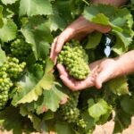 Wines and Whispers: A Barossa Valley Wine Tour from Adelaide - Exploring the Itinerary: What You Can Expect