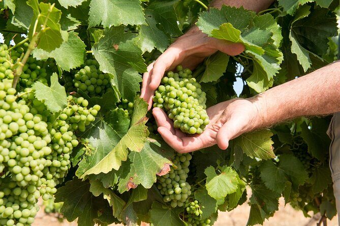 Wines and Whispers:Barossa Valley Private Wine Tour from Adelaide - Authentic Experiences That Stand Out