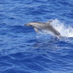 Wines Tasting Experience and Skywalk with Dolphin Watching - Practical Details and What to Keep in Mind