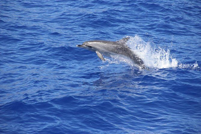 Wines Tasting Experience and Skywalk with Dolphin Watching - Practical Details and What to Keep in Mind
