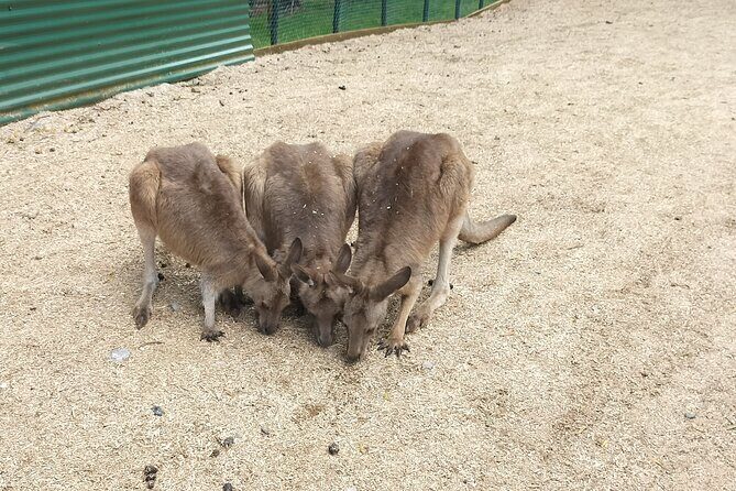 Wings Wildlife Park and Scenic Tour - The Value of Your Investment