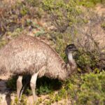 Wings & Wilds of Canberra Tidbinbilla Half-Day Private Tour - FAQ