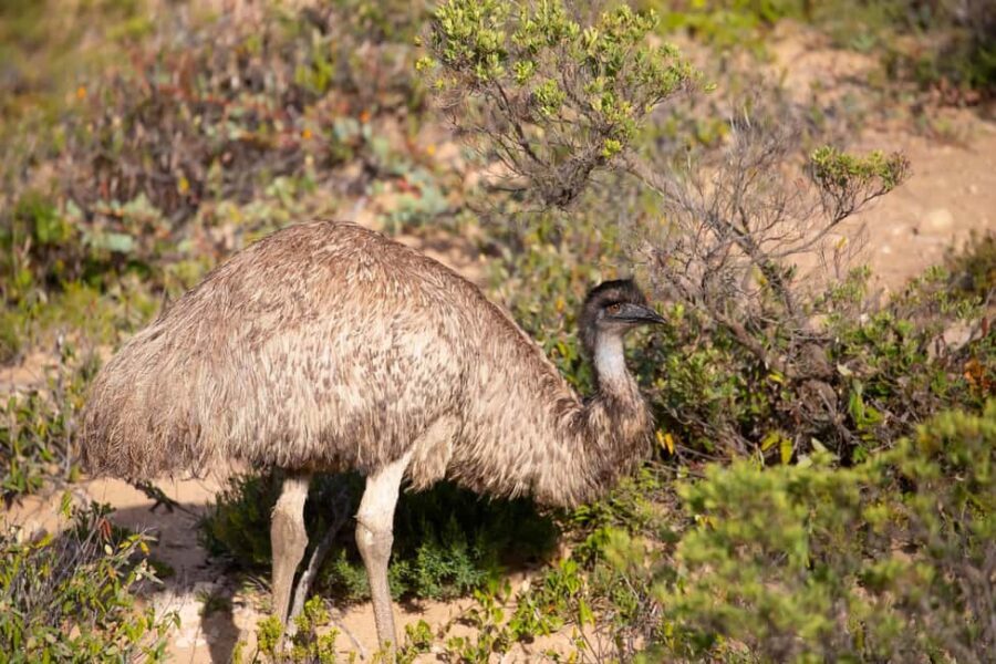 Wings & Wilds of Canberra Tidbinbilla Half-Day Private Tour - FAQ