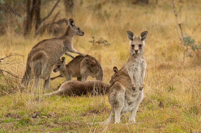 Wings & Wilds of Canberra: Tidbinbilla Half-Day Private Tour - What’s Included and What’s Not