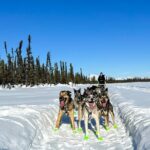 Winter Dog Sled Tour: Day or Night. - In-Depth Look: The Itinerary