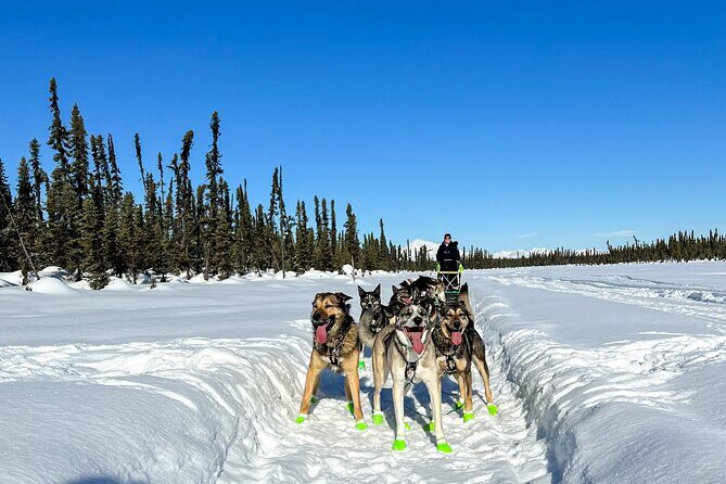 Winter Dog Sled Tour: Day or Night. - In-Depth Look: The Itinerary