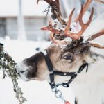 Winter highlights: Snowmobile, Arctic Animals And Santa`s Village - Frequently Asked Questions