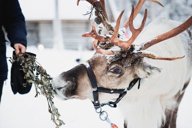 Winter highlights: Snowmobile, Arctic Animals And Santa`s Village - Frequently Asked Questions