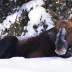 Winter Wildlife Discovery Tour - A Deep Dive into the Winter Wildlife Discovery Tour