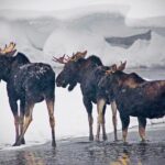 Winter Wildlife Safari in Yellowstone National Park - Exploring the Yellowstone Winter Wildlife Safari