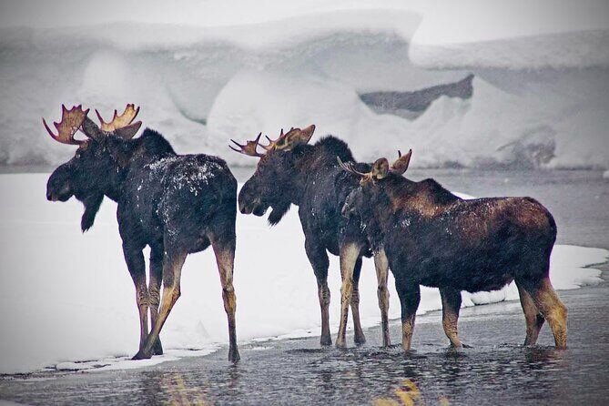 Winter Wildlife Safari in Yellowstone National Park - Exploring the Yellowstone Winter Wildlife Safari