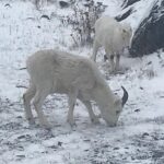 Winter - Wildlife & Turnagain Arm Tour - The Value of the Experience