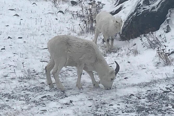 Winter - Wildlife & Turnagain Arm Tour - The Value of the Experience