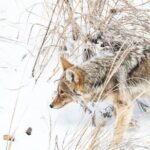 Winter Wildlife Watching Private Tour - The Itinerary in Detail