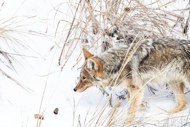 Winter Wildlife Watching Private Tour - The Itinerary in Detail