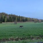 Wolf and Wildlife Tracking in Sweden - What We Loved and What to Consider