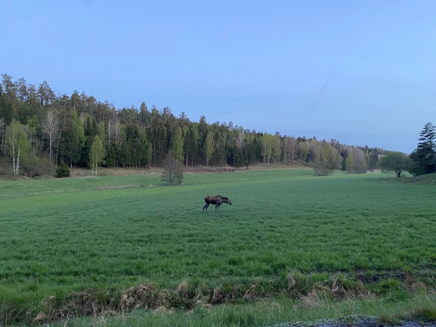 Wolf and Wildlife Tracking in Sweden - What We Loved and What to Consider