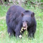 Wolfdog Sanctuary and Banff Day Trip - FAQ: Practical Questions About the Wolfdog Sanctuary and Banff Day Trip