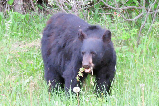 Wolfdog Sanctuary and Banff Day Trip - FAQ: Practical Questions About the Wolfdog Sanctuary and Banff Day Trip