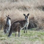 Wombat and Kangaroo Wildlife Tour from Sydney - Transportation, Group Size, and Value