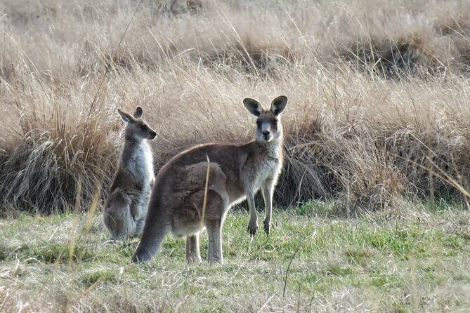 Wombat and Kangaroo Wildlife Tour from Sydney - Transportation, Group Size, and Value