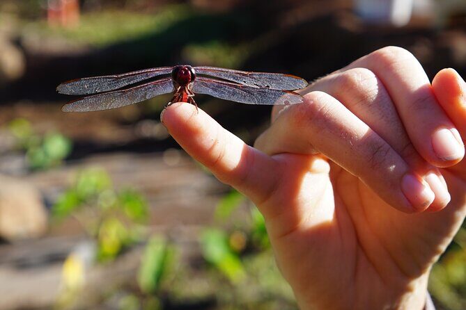 Work with Native Reforestation and Polynesian Agriculture in Maui - Who Should Consider This Tour?