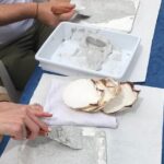 Workshop Fresco Painting & Aperitivo Seaview in Sorrento coast - Frequently Asked Questions
