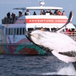 World class Whale Watching from Hervey Bay - Why This Tour Really Shines